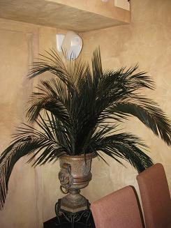 пальма в ресторане на Петроградке