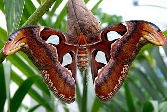Живая бабочка Atlas.