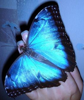 Живая бабочка Morfo